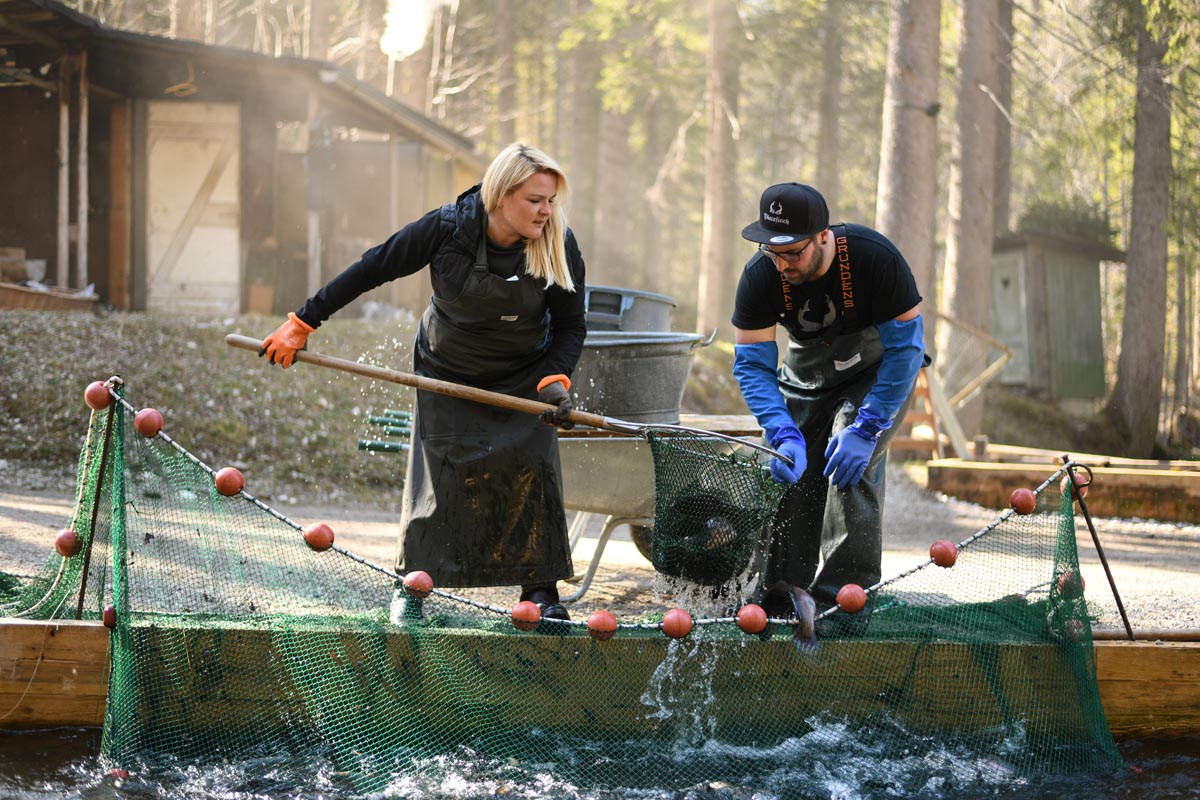 Master of fisheries Dominik Blees (R) and his wife Manuela Merk harvest trouts from a pond at their small fish farm ‚Platzfisch‘ in Klais, Germany, 07 April 2020. Due to the ongoing pandemic of the COVID-19 disease caused by the SARS-CoV-2 coronavirus, Blees is faced with less orders from hotels and restaurants and resorts to delivering to local end customers as well as selling directly in his small shop.